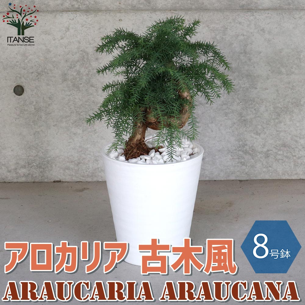 アロカリア 盆栽古木風 そのまま飾れる白プラ鉢仕立て【観葉植物 8号鉢／1個売り】