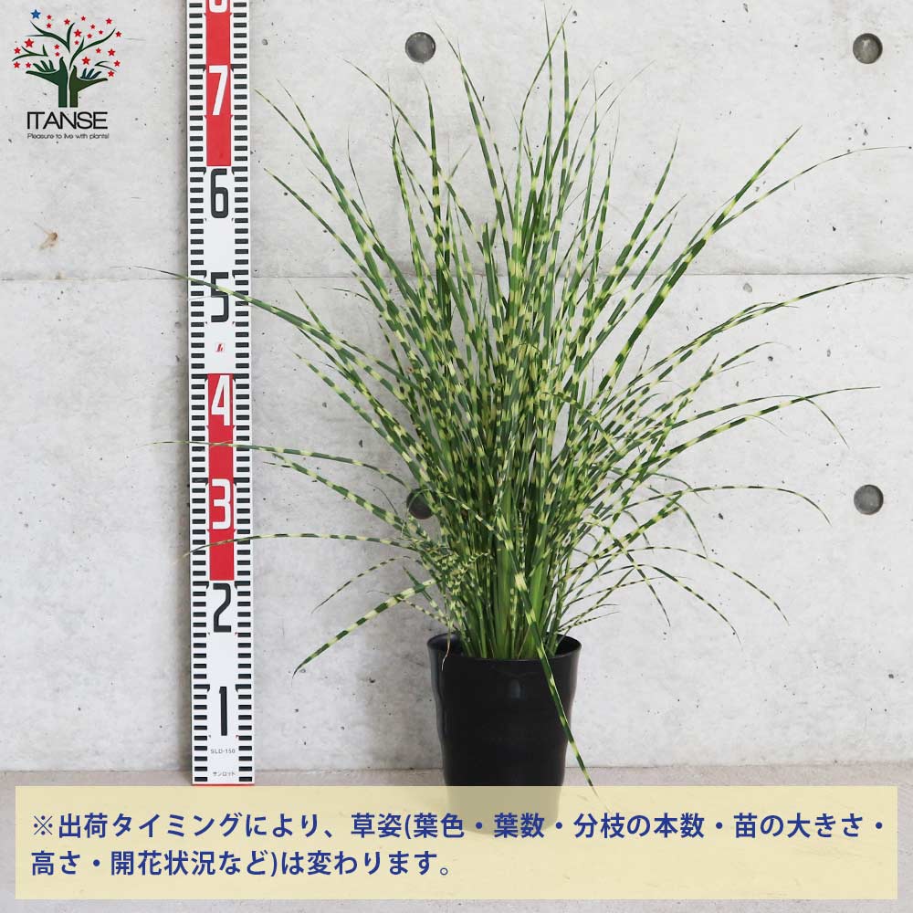 タイガーグラスの苗 【花苗 5号鉢／1個売り】｜ 【植物のITANSE