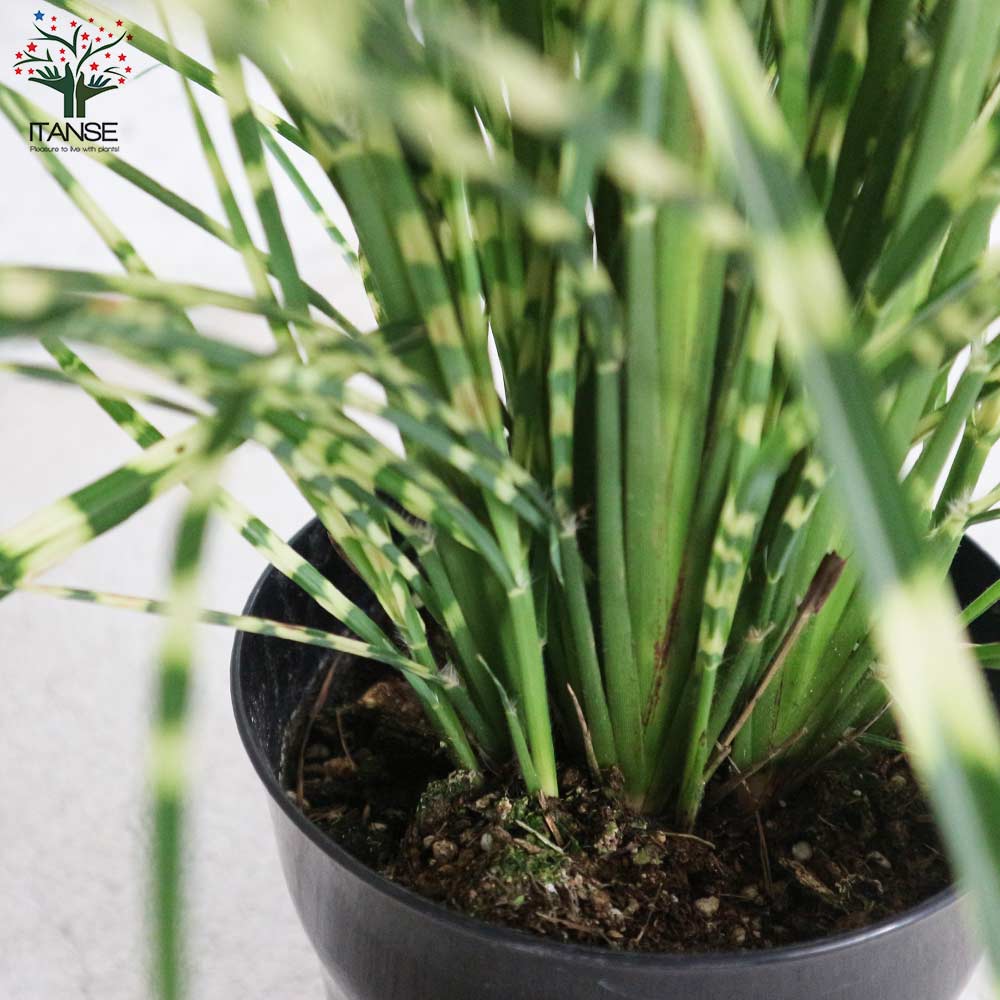 グラス　ススキ根付き鉢植え タイガーグラスの苗 【花苗 5号鉢／1個売り】｜ 【植物のITANSE