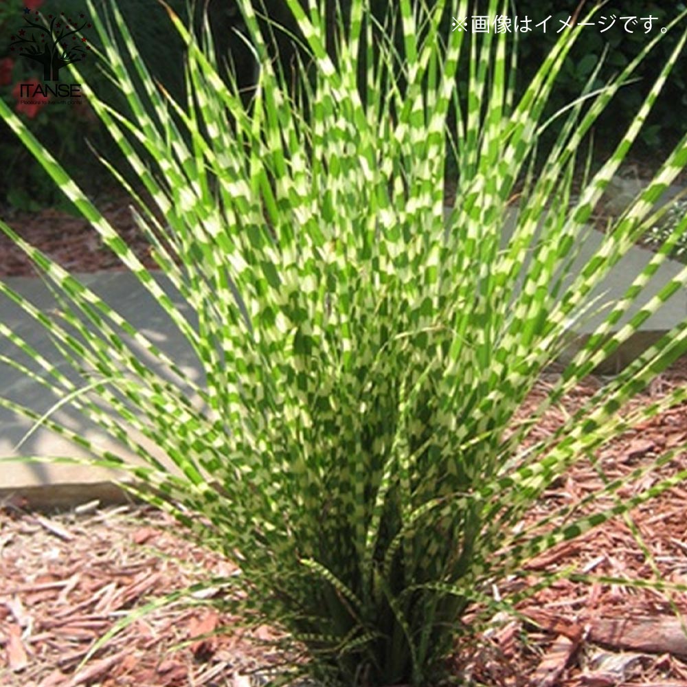 タイガーグラスの苗 【花苗 5号鉢／1個売り】｜ 【植物のITANSE