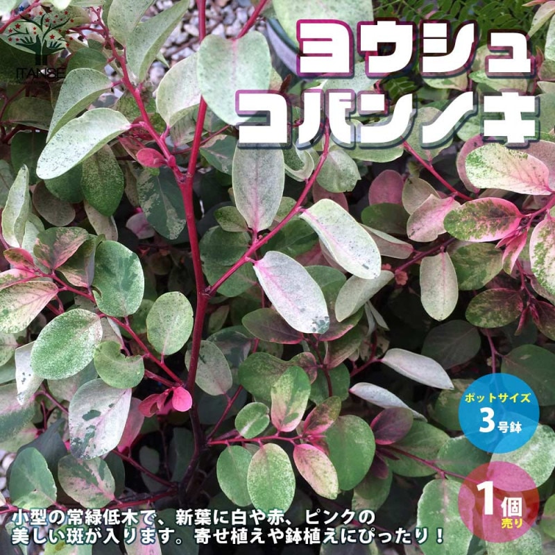 イランイランの木【花木 5～6号鉢／1個】｜ 【植物の