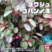 ヨウシュコバンノキの苗 【庭木 3号ポット苗／1個売り】|植木・花木
