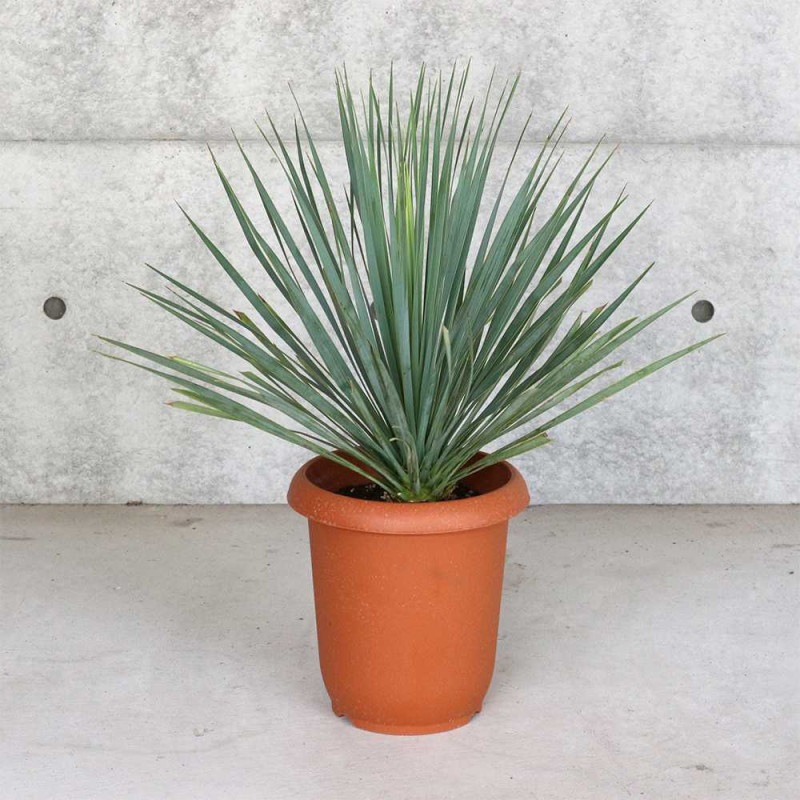 アカシア　４種セット　大苗 アカシア 4種セット 大苗