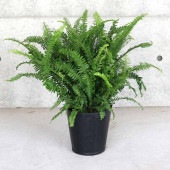 タマシダ 【観葉植物 7号鉢 大苗／1個売り】|観葉植物