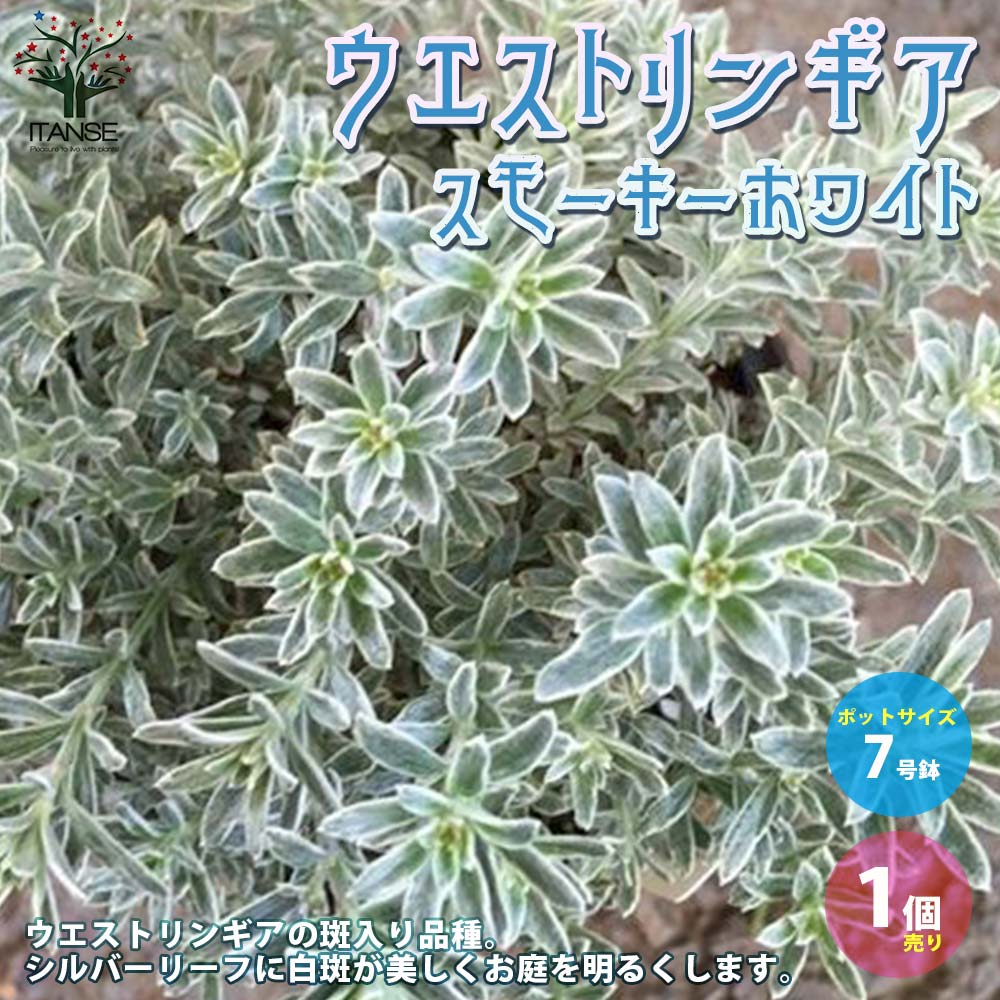 ウエストリンギア　スモーキーホワイトⅠ 大株　オージープランツ 園芸ネット本店｜ウエストリンギア：スモーキーホワイト5号ポット の