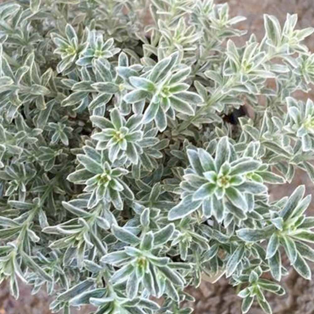 ウエストリンギア スモーキーホワイト【庭木 7号鉢／1個売り】