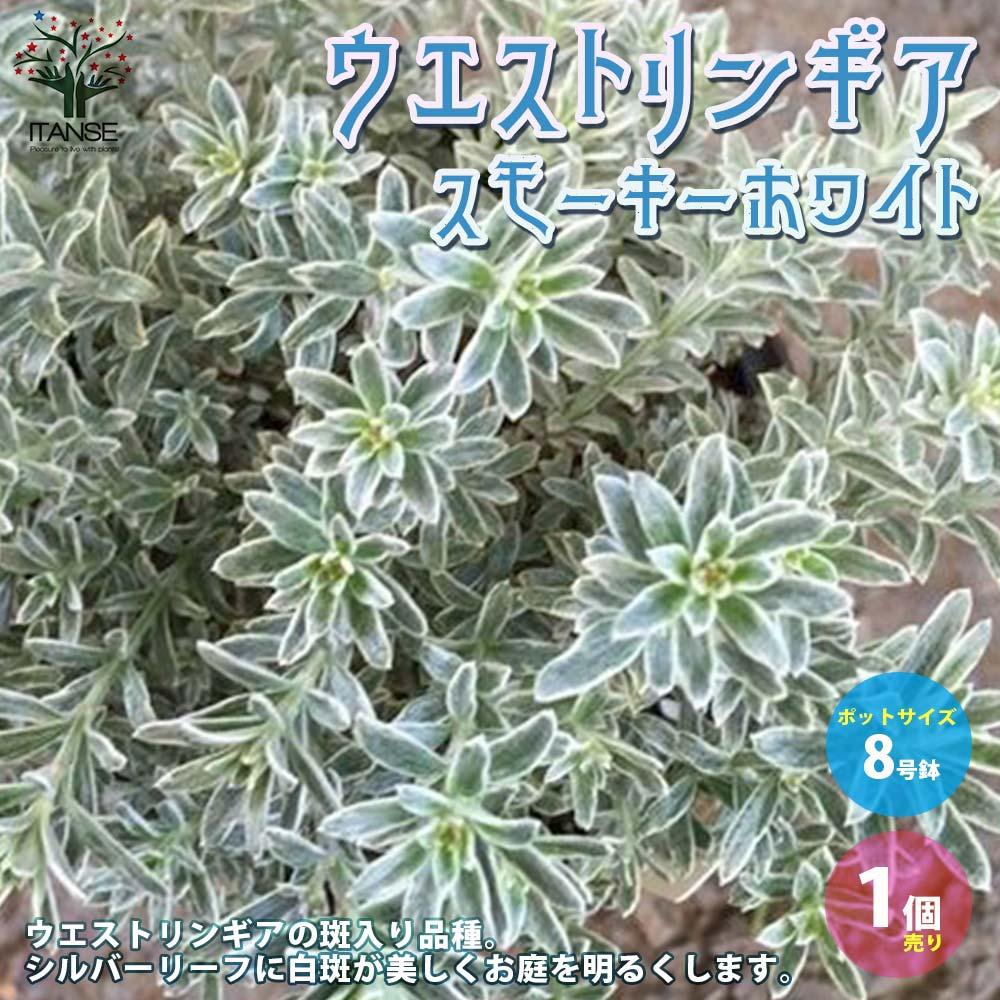 ウエストリンギア スモーキーホワイト【庭木 8号鉢 大苗／1個売り