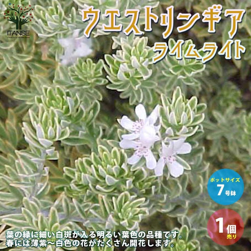 ヒスイカズラの苗 (翡翠葛)【花苗 9～12cmポット苗／1個売り