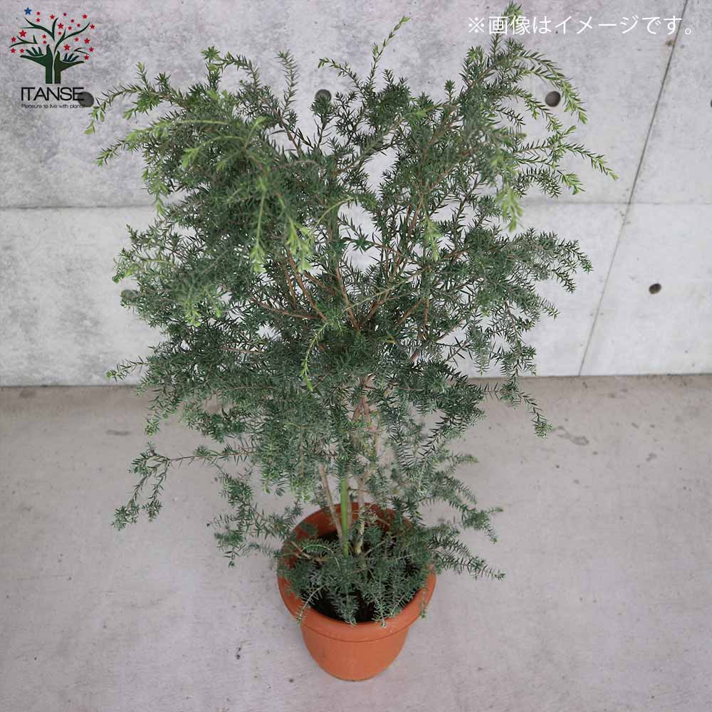 メラレウカ・インカーナ 【庭木 8号鉢 大苗/1個売り】| 【植物 メラレウカ・インカーナ 【庭木 8号鉢 大苗/1個売り】| 【植物