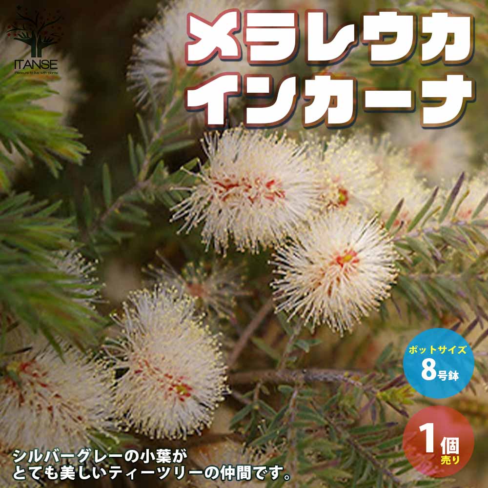 メラレウカ・インカーナ 【庭木 8号鉢 大苗／1個売り】｜ 【植物の