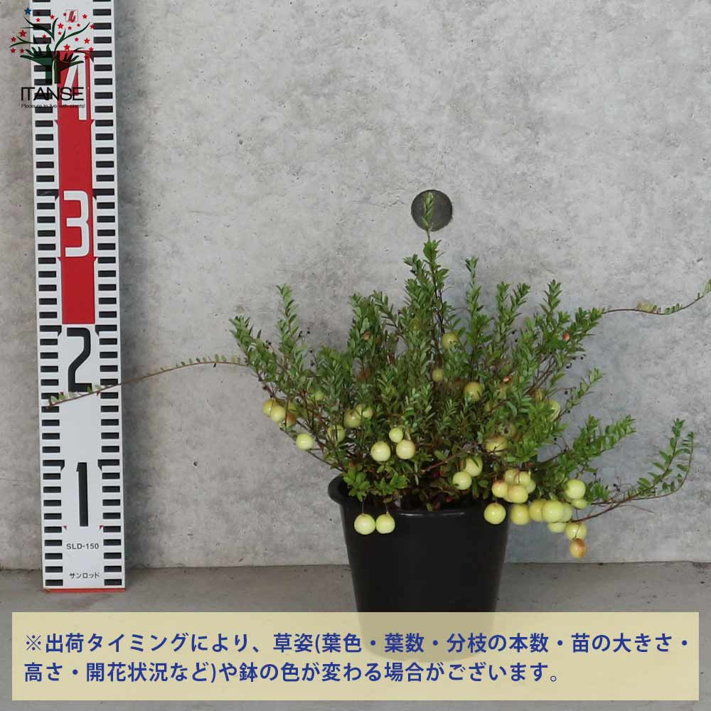 クランベリーの苗 【果樹の苗木 3.5～4.5号鉢・ポット見計い／1