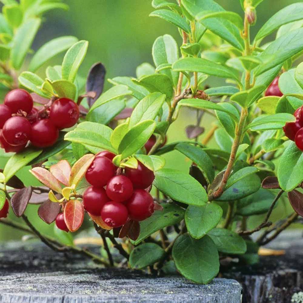 クランベリーの苗 【果樹の苗木 3.5～4.5号鉢・ポット見計い／1個売り】