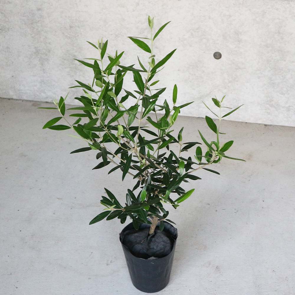 オリーブの苗木 ひなかぜ 【果樹の苗木 5号ポット苗 2年生 挿し木苗／1個売り】