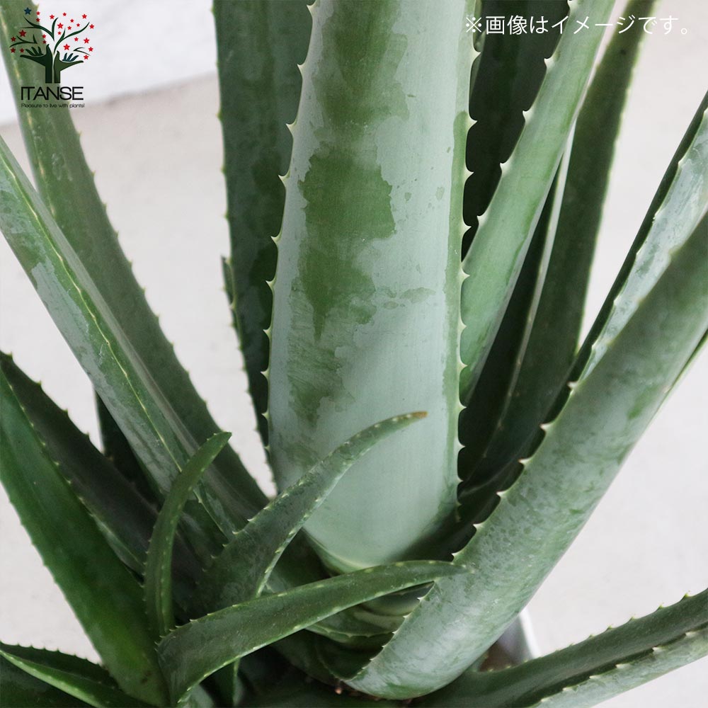 無農薬❦大株❦アロエ ベラ植物 健康的な根元付き（根っ子が無、有り）３株 無農薬❦大株❦アロエ ベラ植物 健康的な根元付き（根っ