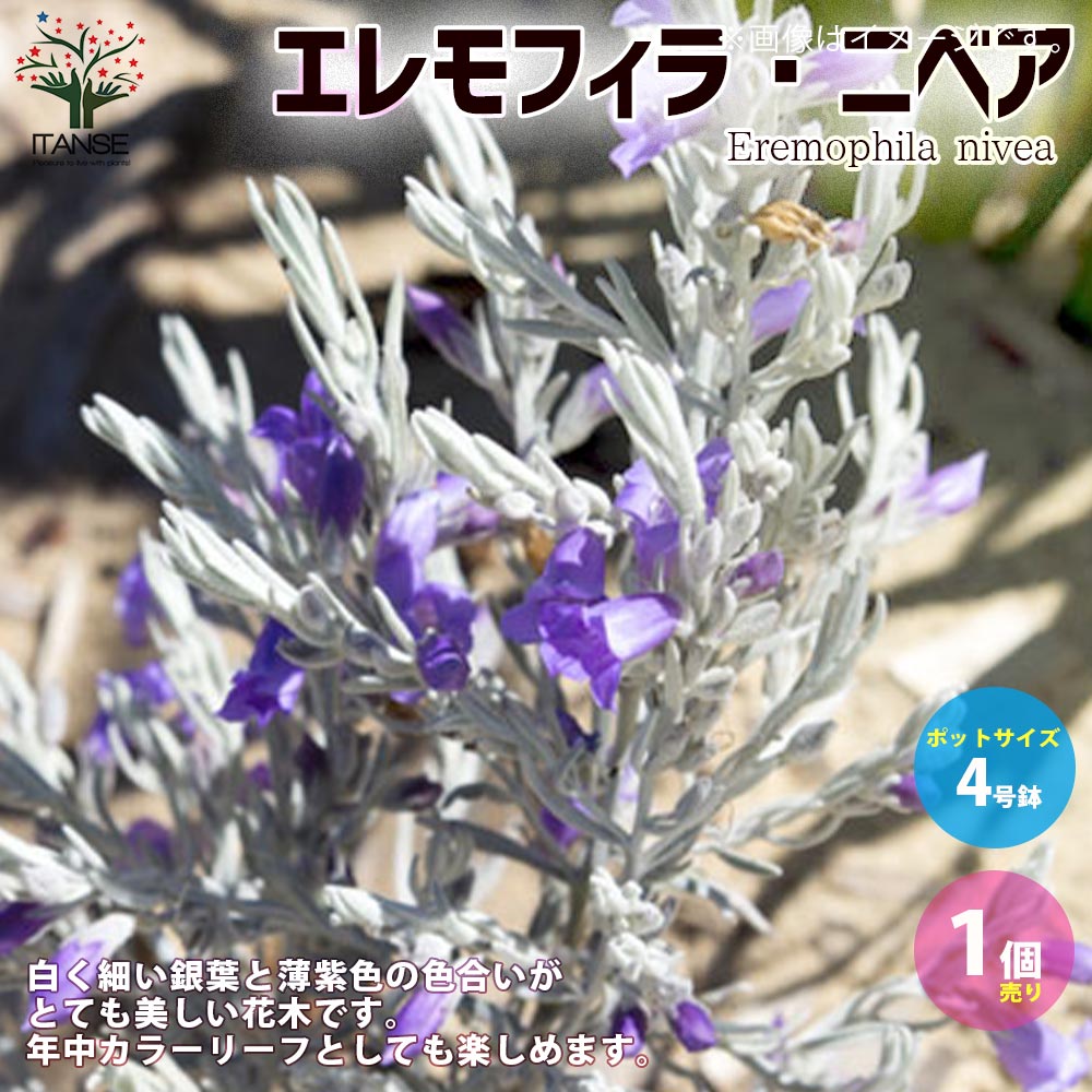エレモフィラ・ニベア 【庭木 4号鉢／1個売り】