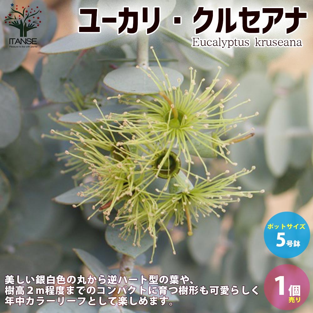 ユーカリ クルセアナ【庭木 5号鉢／1個売り】