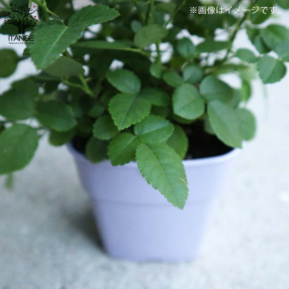 ミニ薔薇の苗 グリーンアイス【花苗 3.5号鉢／1個売り