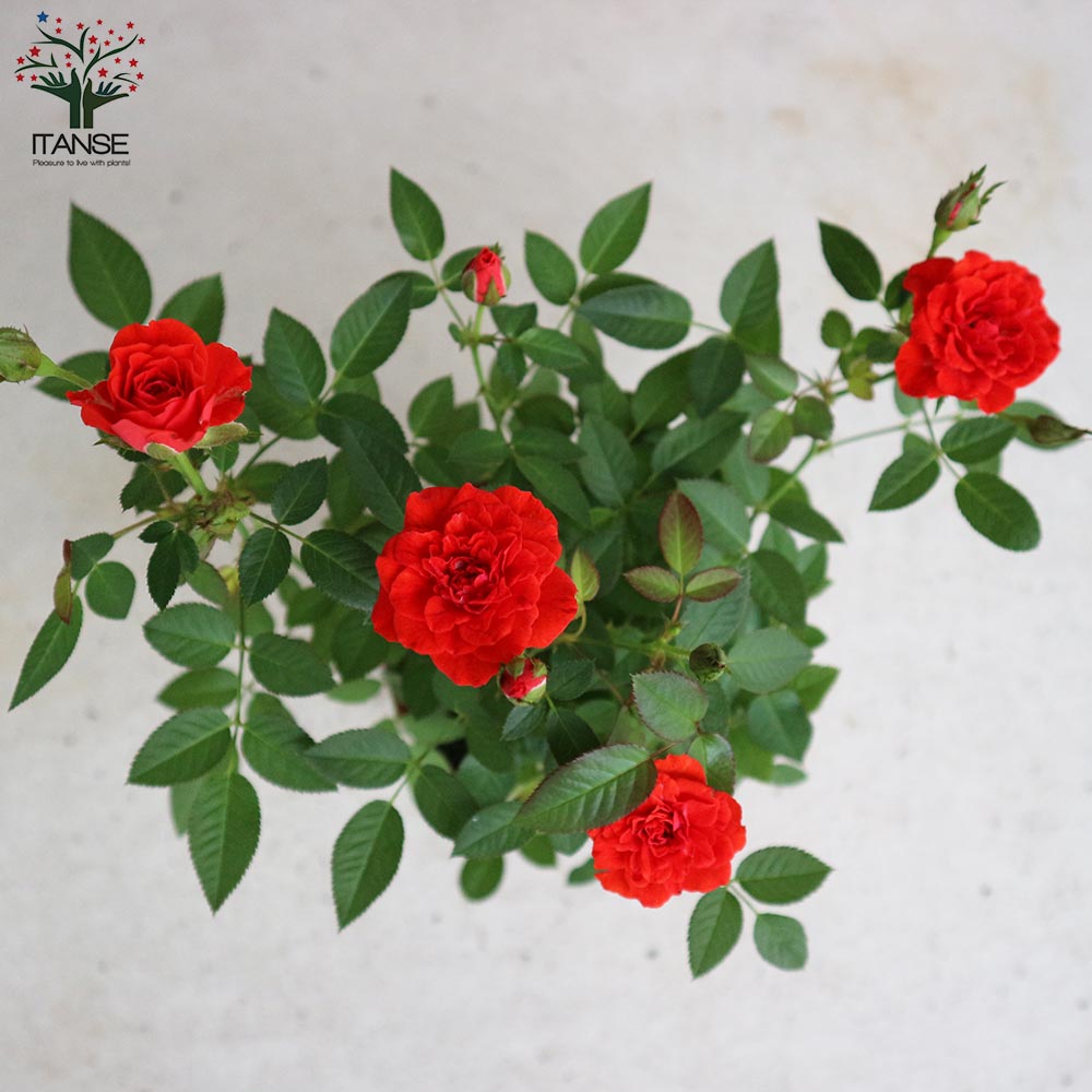 ミニ薔薇の苗 シルクレッド【花苗 4号鉢／1個売り】｜ 【植物の