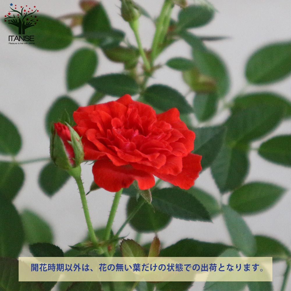 ミニ薔薇の苗 シルクレッド【花苗 4号鉢／1個売り】｜ 【植物の