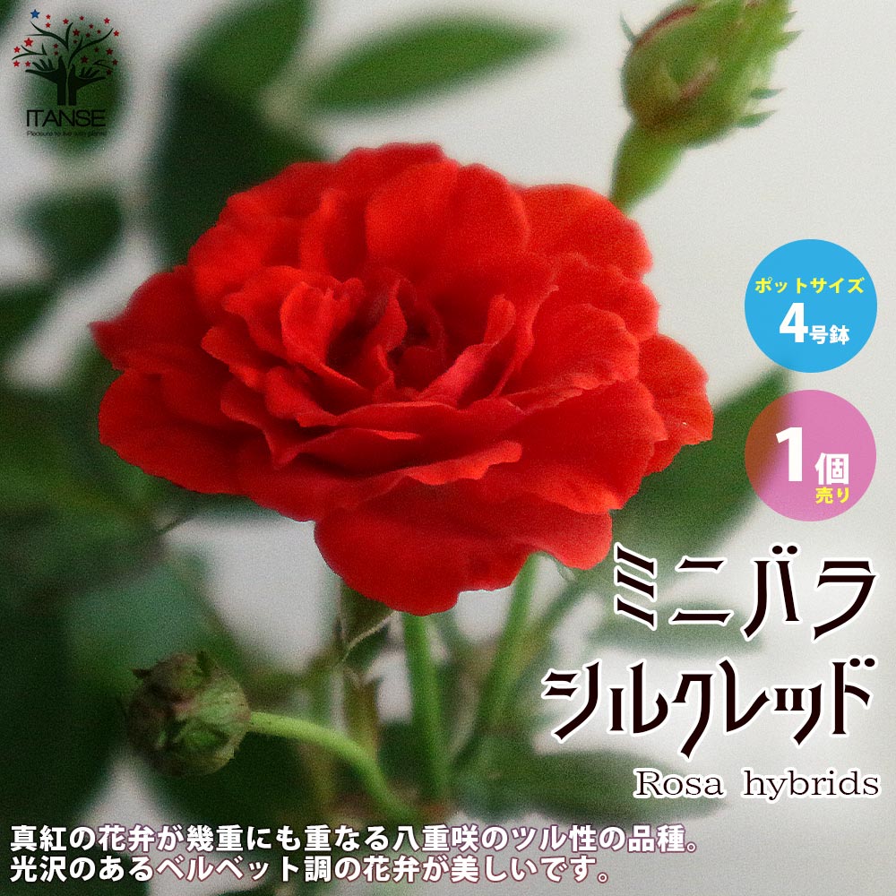 ミニ薔薇の苗 シルクレッド【花苗 4号鉢／1個売り】