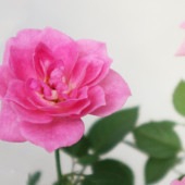 ミニ薔薇の苗 サクライロ【花苗 3.5号鉢／1個売り】|花苗