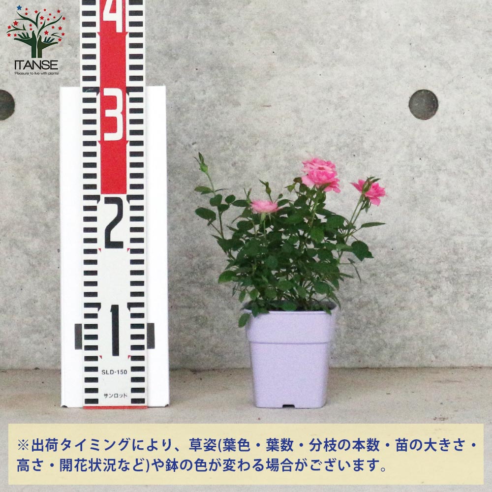 ミニ薔薇の苗 サクライロ【花苗 3.5号鉢／1個売り】｜ 【植物の