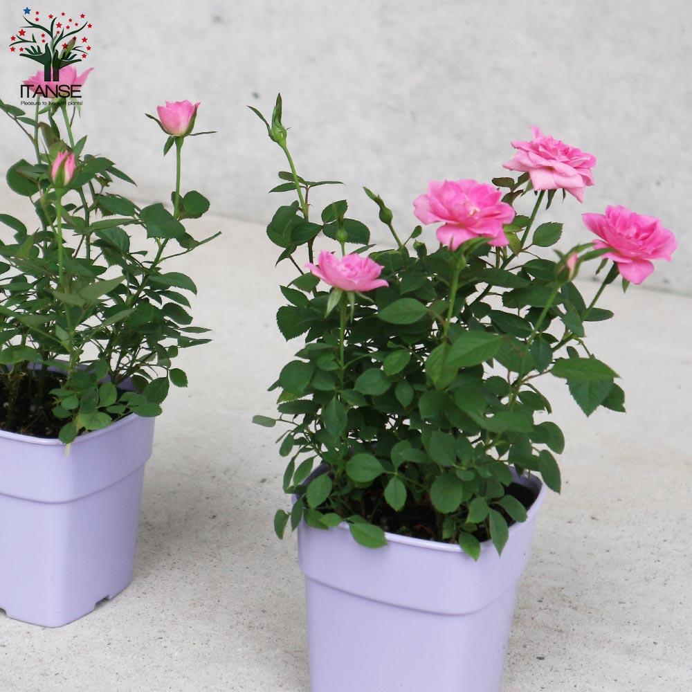 ミニ薔薇の苗 サクライロ【花苗 3.5号鉢／1個売り】｜ 【植物の