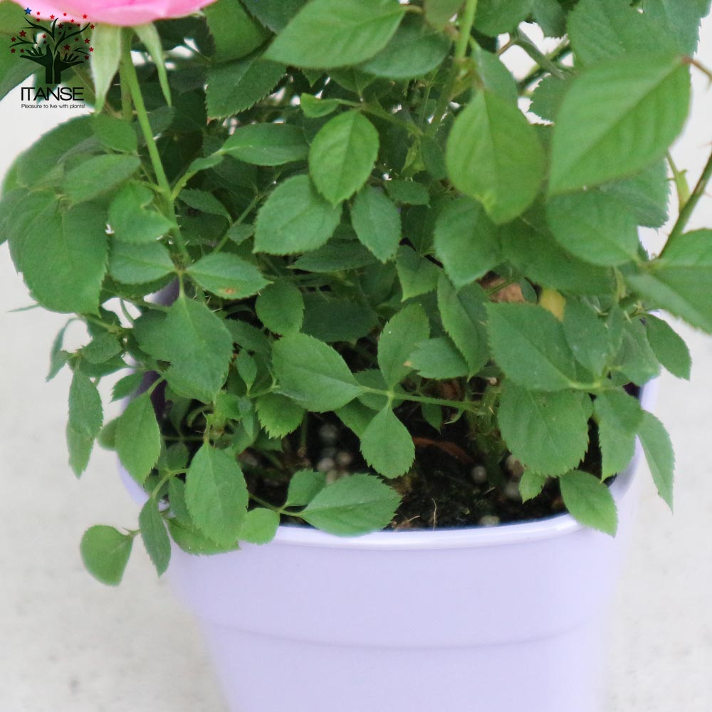 ミニ薔薇の苗 サクライロ【花苗 3.5号鉢／1個売り】｜ 【植物の