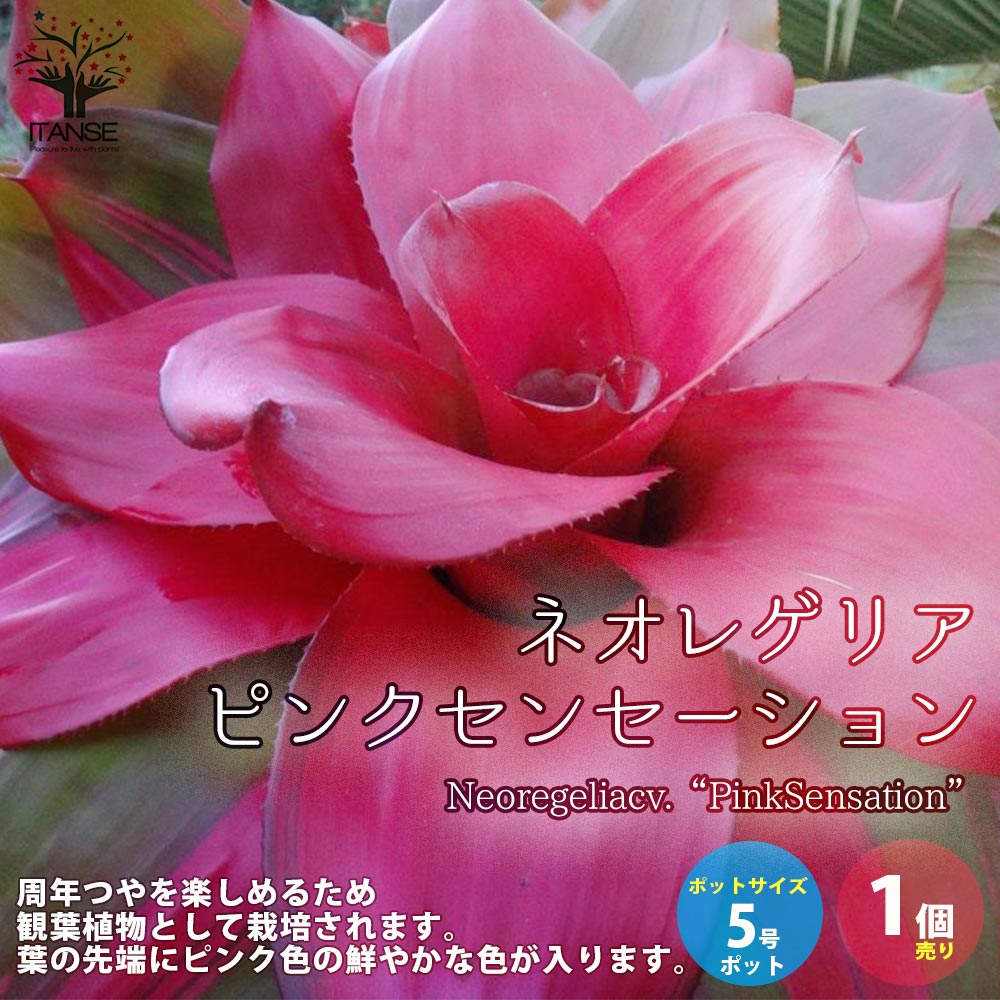 ネオレゲリア・ピンクセンセーション 【観葉植物 5号鉢／1個売り】