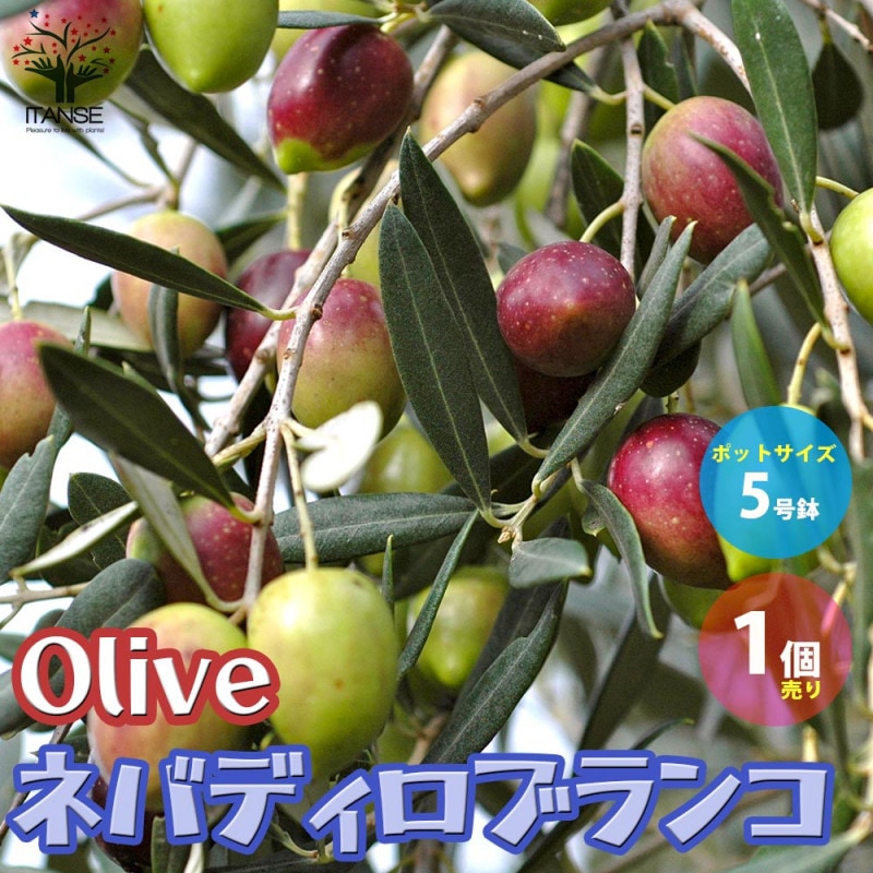 オリーブ シプレッシーノ 【果樹の苗木 5号／1個売り】｜ 【植物の