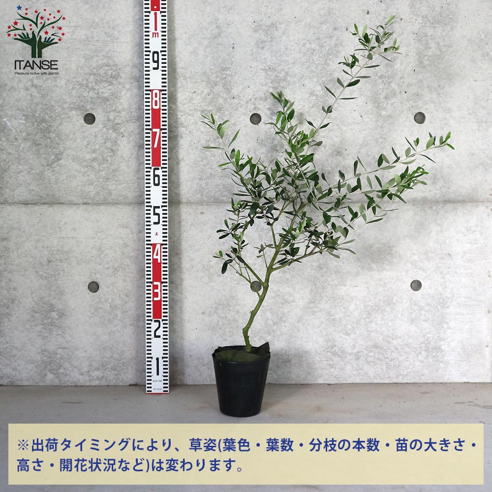 オリーブの苗木 フラントイオ【果樹の苗木 5号ポット苗 2年生
