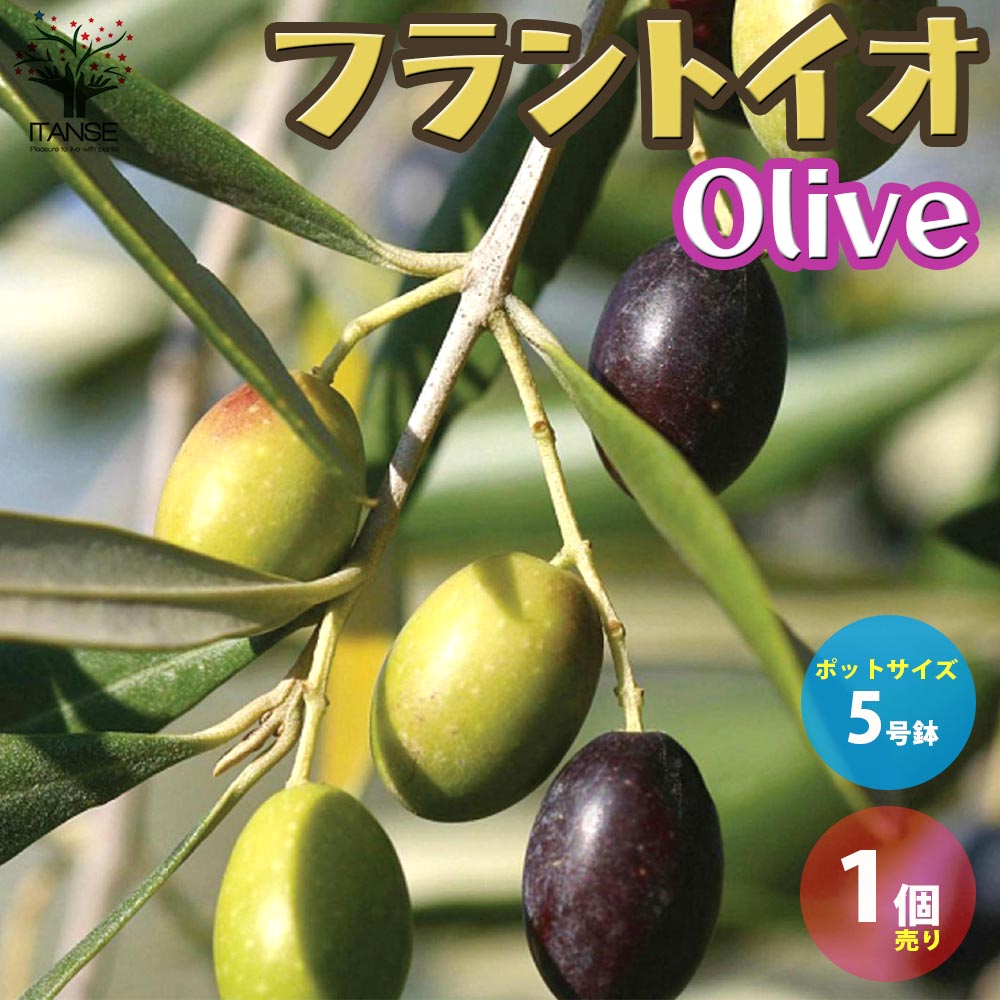 オリーブの苗木 フラントイオ【果樹の苗木 5号ポット苗 2年生 挿し木苗／1個売り】