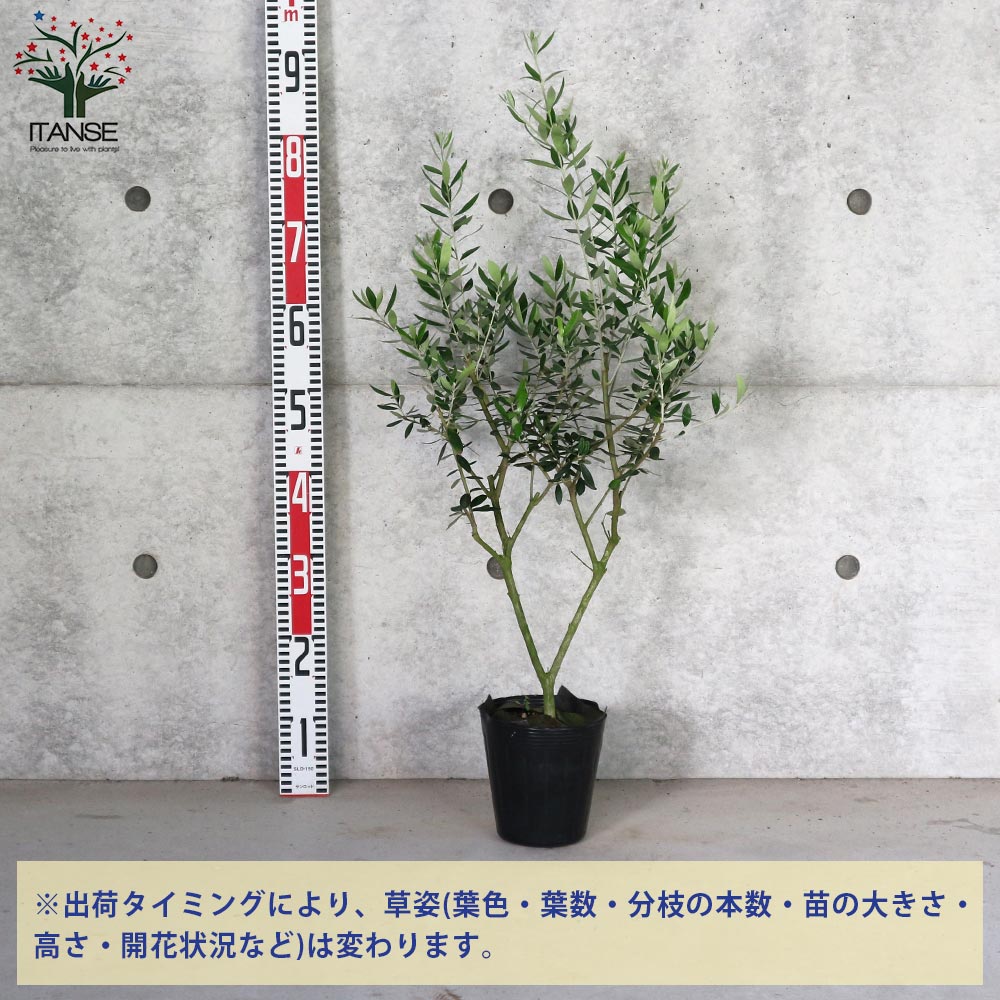 オリーブの木 コロネイキ 7号 約110cm NO.505 一点物 オイル用・小実】