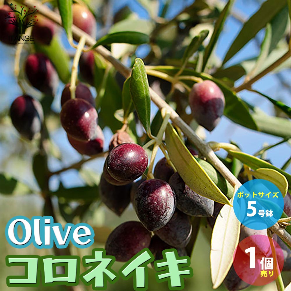 オリーブの苗木 コロネイキ【果樹の苗木 5号ポット苗 2年生 挿し木苗／1個売り】