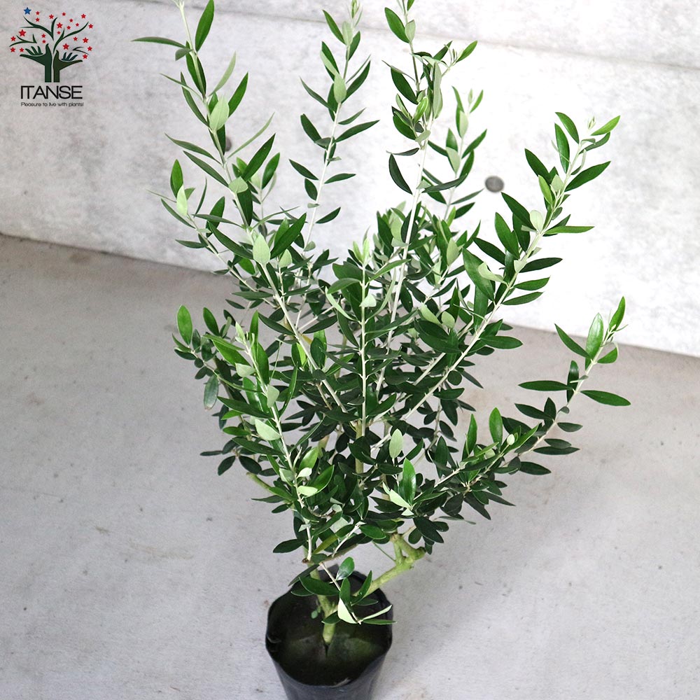 オリーブの木② 引き取り限定 【公式通販】