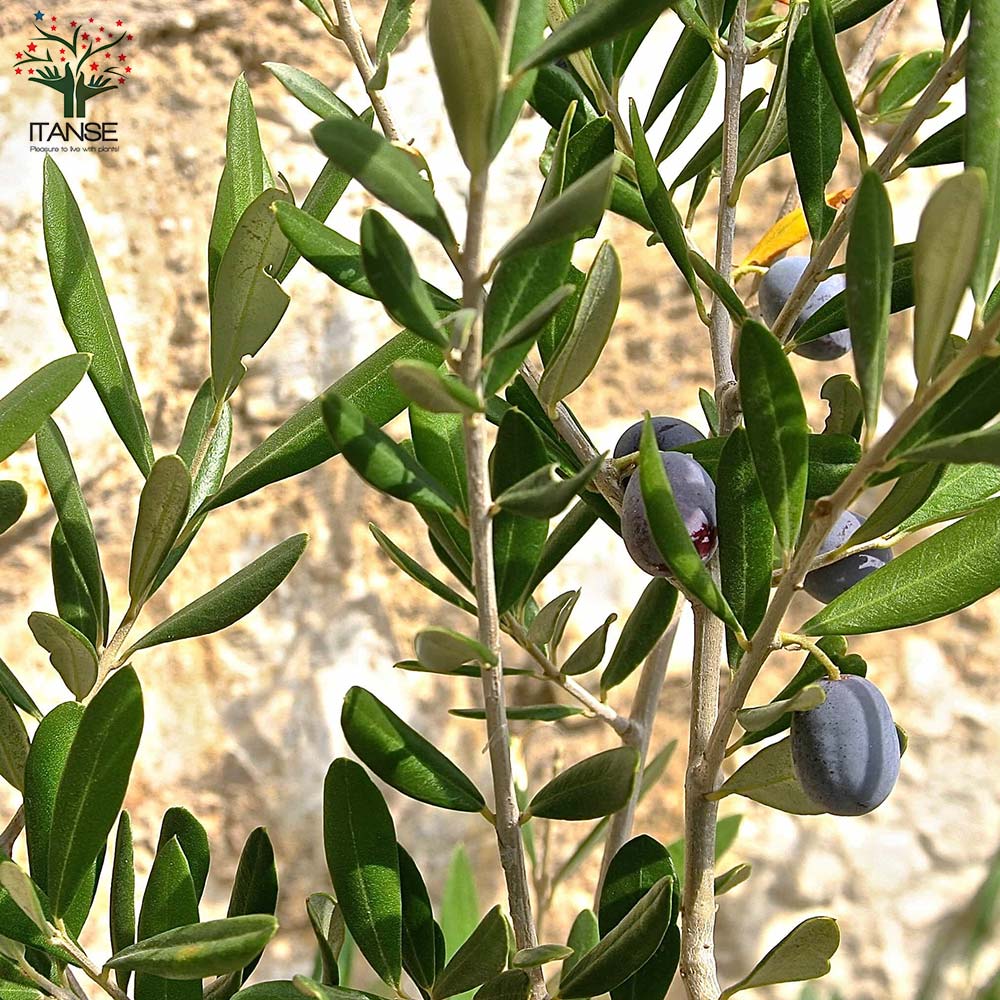 オリーブの苗木 ルッカ【果樹の苗木 5号ポット苗 2年生 挿し木苗／1個