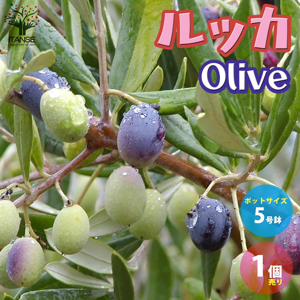 オリーブの苗木 ルッカ【果樹の苗木 5号ポット苗 2年生 挿し木苗／1個売り】