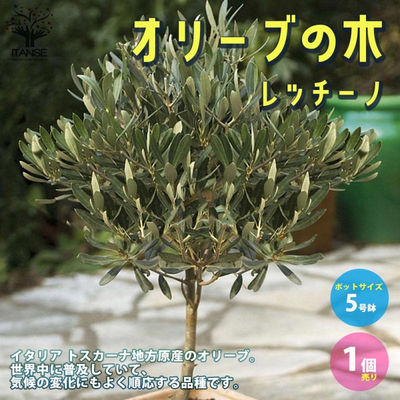 オリーブの苗木 品種：シプレッシーノ【果樹の苗木 8号ポット