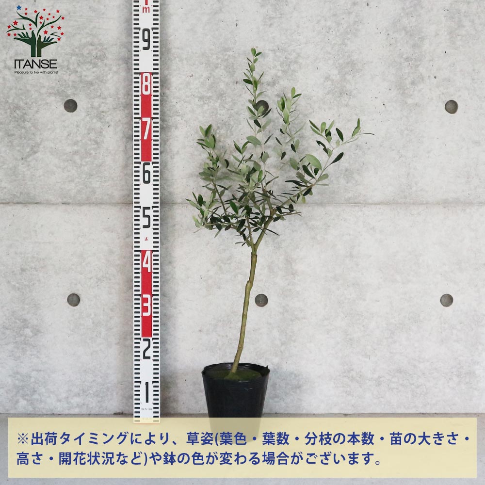 オリーブの苗木 ミッション【果樹の苗木 5号ポット苗 2年生