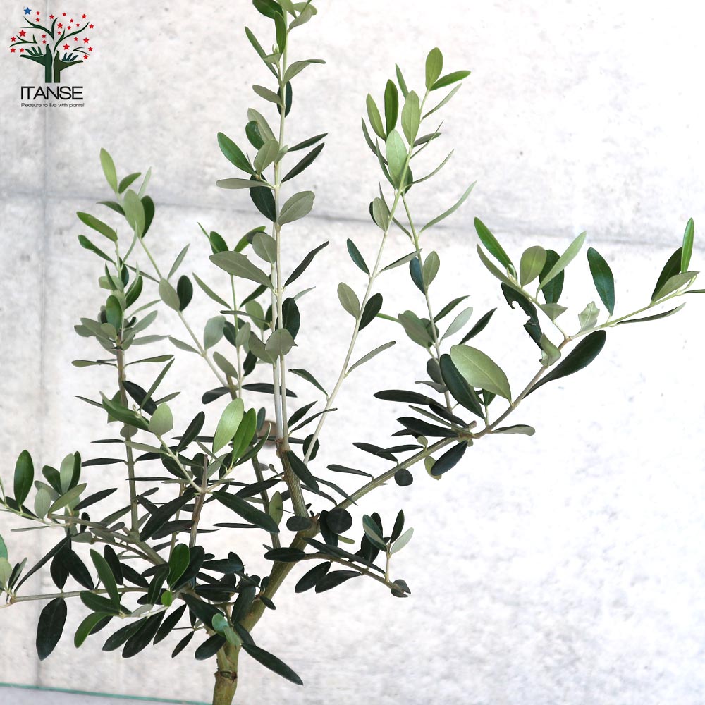 オリーブの苗木 ミッション【果樹の苗木 5号ポット苗 2年生 挿し木苗