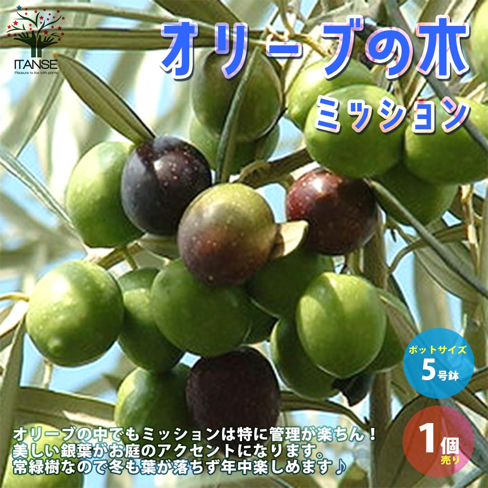オリーブの苗木 ミッション【果樹の苗木 5号ポット苗 2年生 挿し木苗