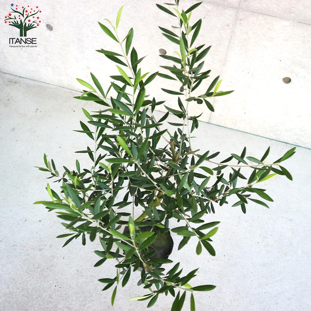 実 ?オリーブ エルグレコ バケツ型ポット鉢植え 大苗 苗木 シンボル