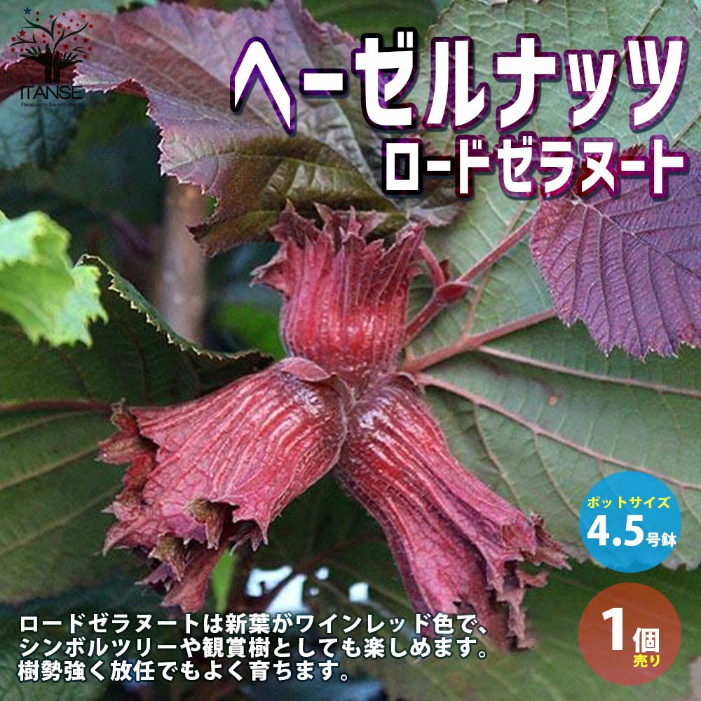 ヘーゼルナッツの苗木 ロードゼラヌート【果樹の苗木 13.5cmポット 2年生 挿し木苗／1個売り】