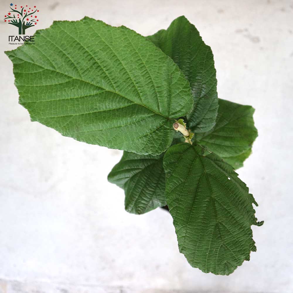 のん38様】ヘーゼルナッツ2種 穂木 美味しいヘーゼルナッツ2種セット