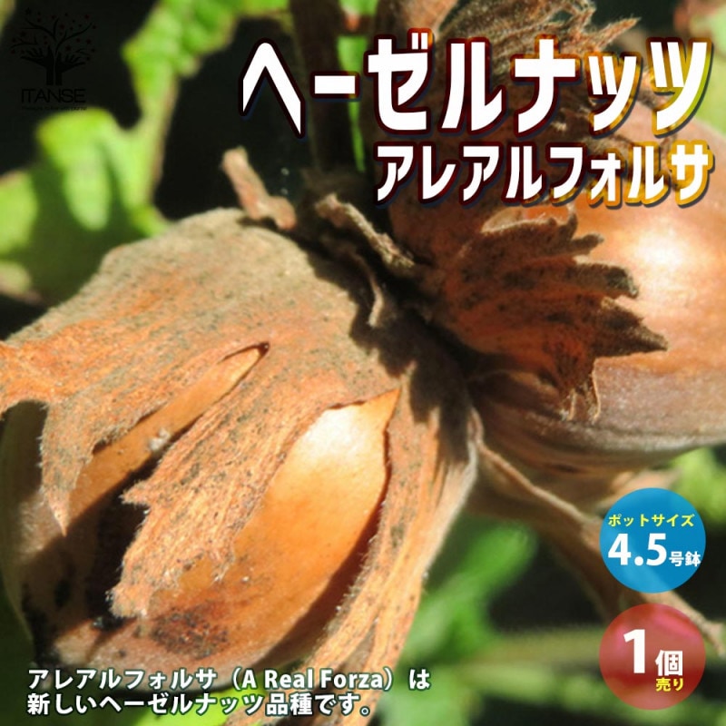 ヘーゼルナッツ｜【植物のITANSE】全品送料無料・即出荷!