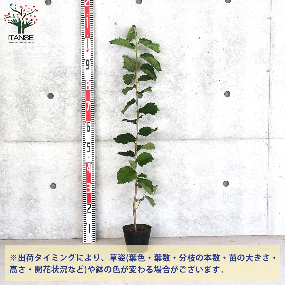 【のん38様】ヘーゼルナッツ2種　穂木 ヘーゼルナッツの苗木 ウェブズプライズ 果樹の苗木 4号/1個売り