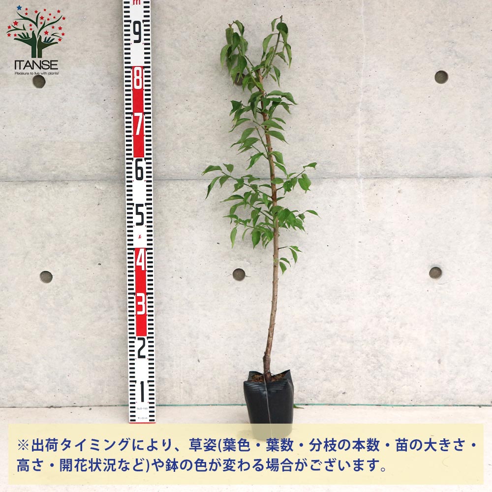 オーダーページ 　リンゴ、西洋梨、クリ、梅、果樹の枝各種、挿し穂、接ぎ穂(穂木) 色々な 接ぎ木の方法 オーダーページ リンゴ、西洋梨、クリ、梅、果樹