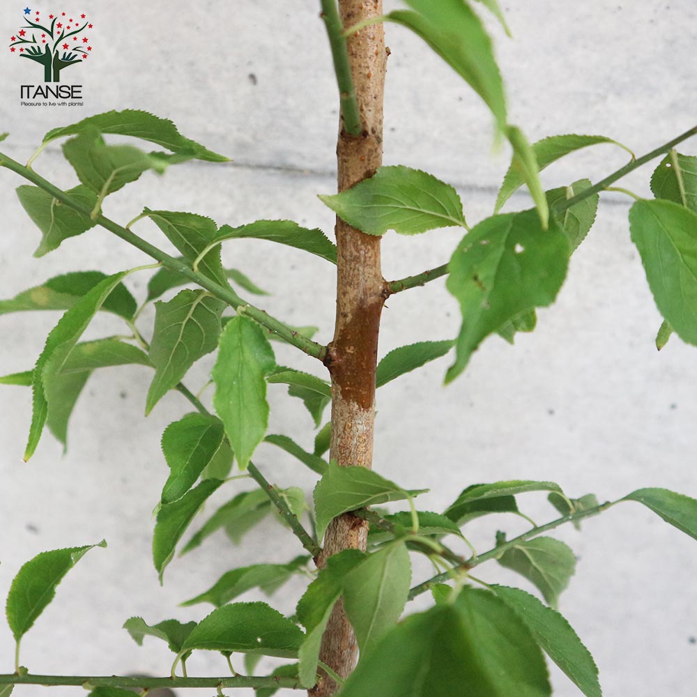 梅の苗木 紅映【果樹の苗木 15cmポット 1～2年生 接木苗／1個売り