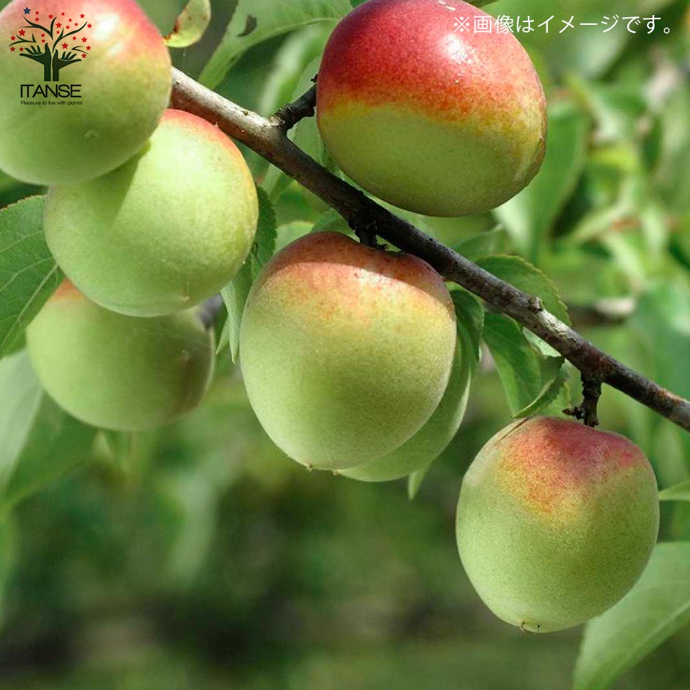 のんべえ 紅映梅 benisashiume032m.jpg