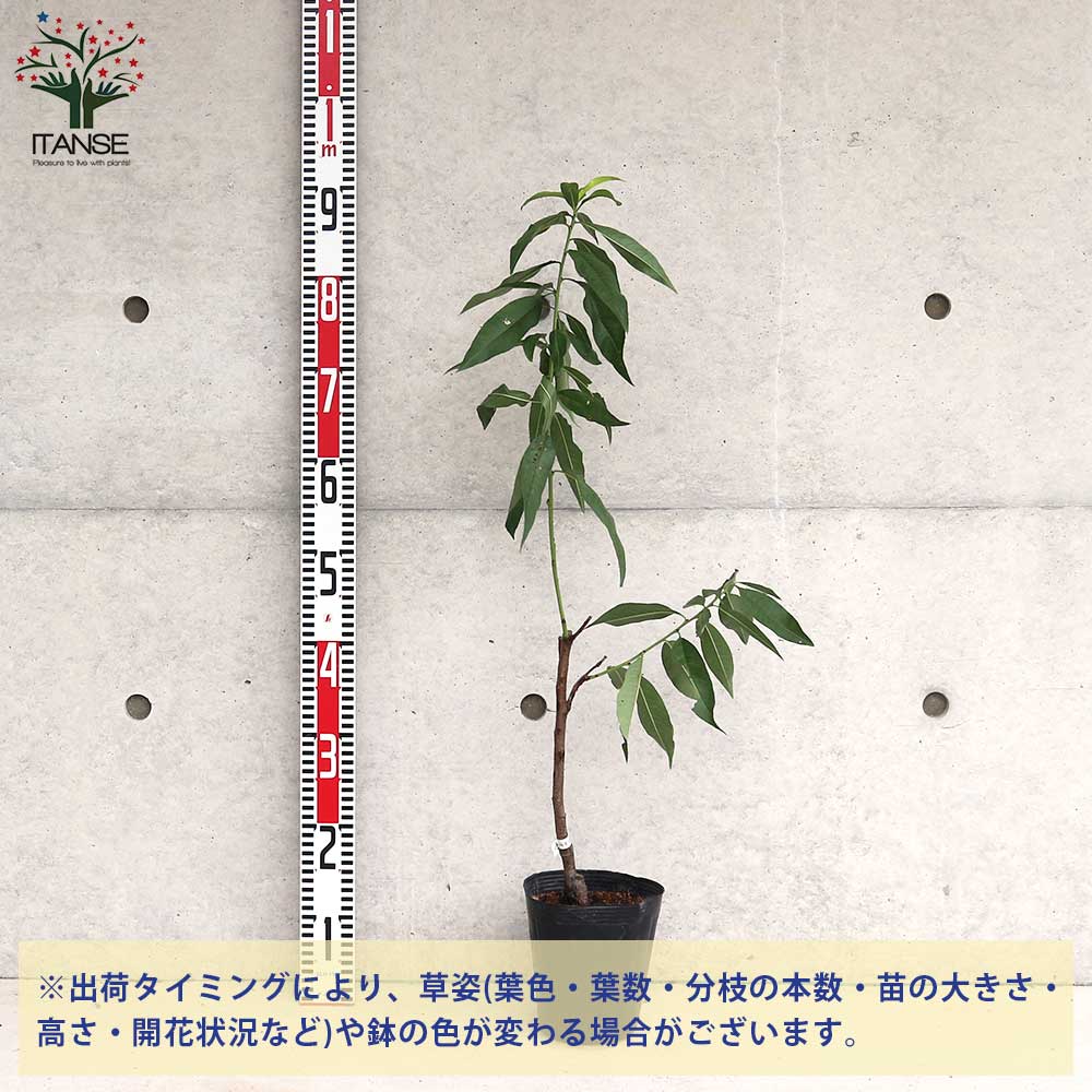 桃の苗木 なつおとめ【果樹の苗木 15cmポット 1～2年生 接木苗／1個